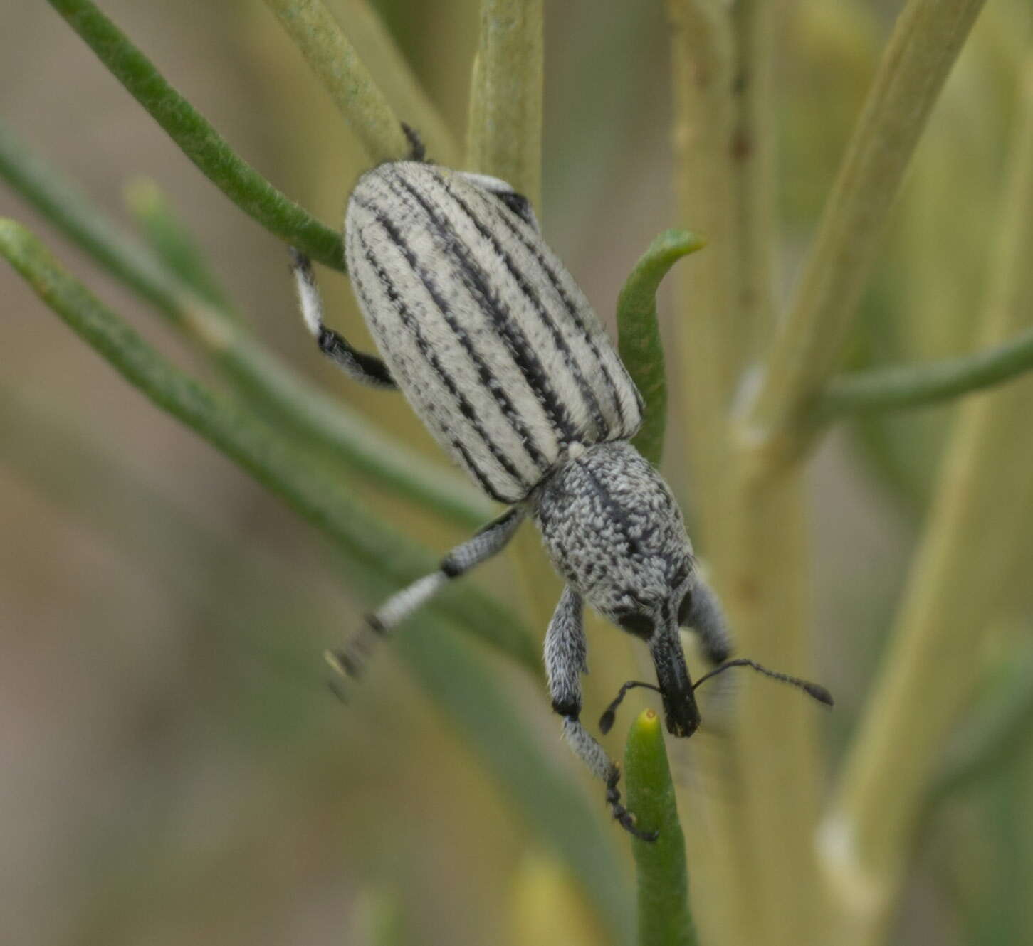 Image of Otidocephalini