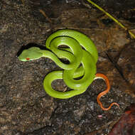 Image of Ruby-eyed Green Pitviper