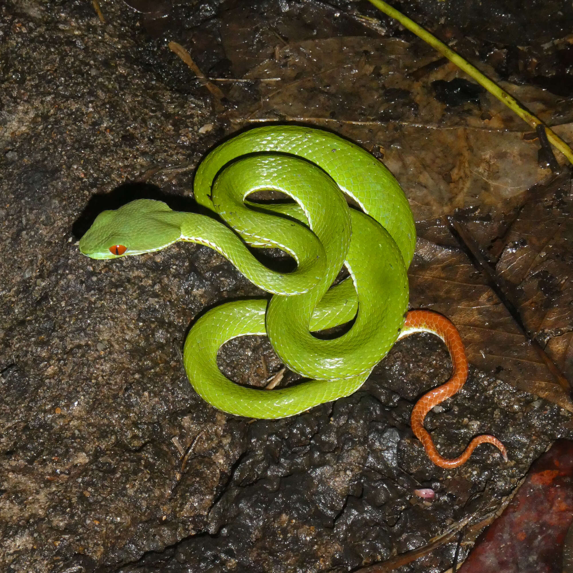 Image of Trimeresurus rubeus (Malhotra, Thorpe, Mrinalini & Stuart 2011)