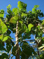 Image of kidney bean