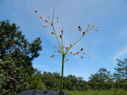 Image of Grass-Like Fimbristylis