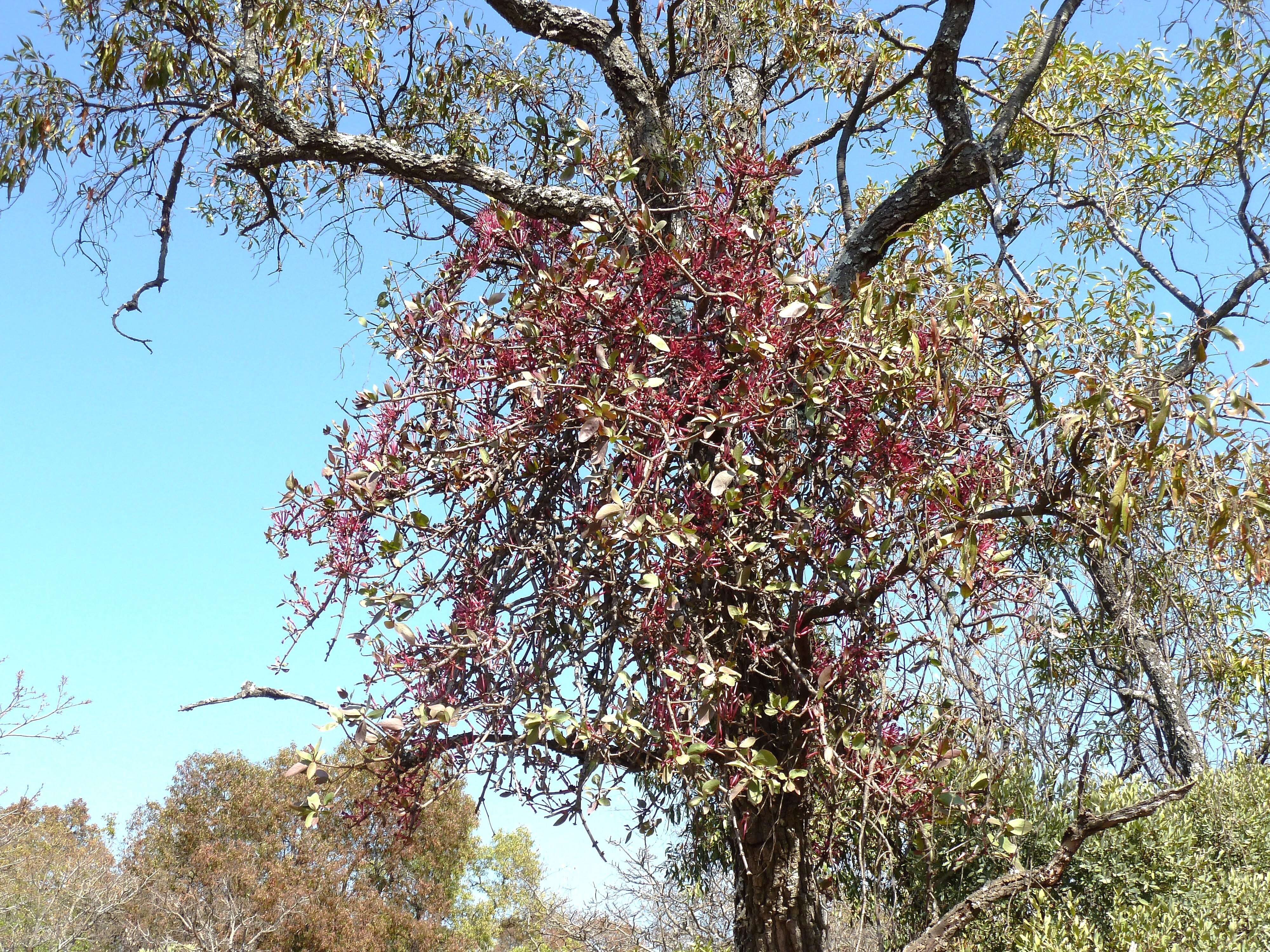 Image of Tapinanthus rubromarginatus (Eng I.) Danser