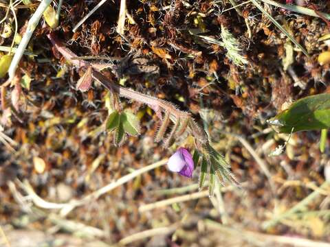 Imagem de Vicia lathyroides L.