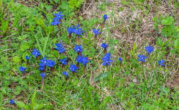 Plancia ëd Gentiana verna L.