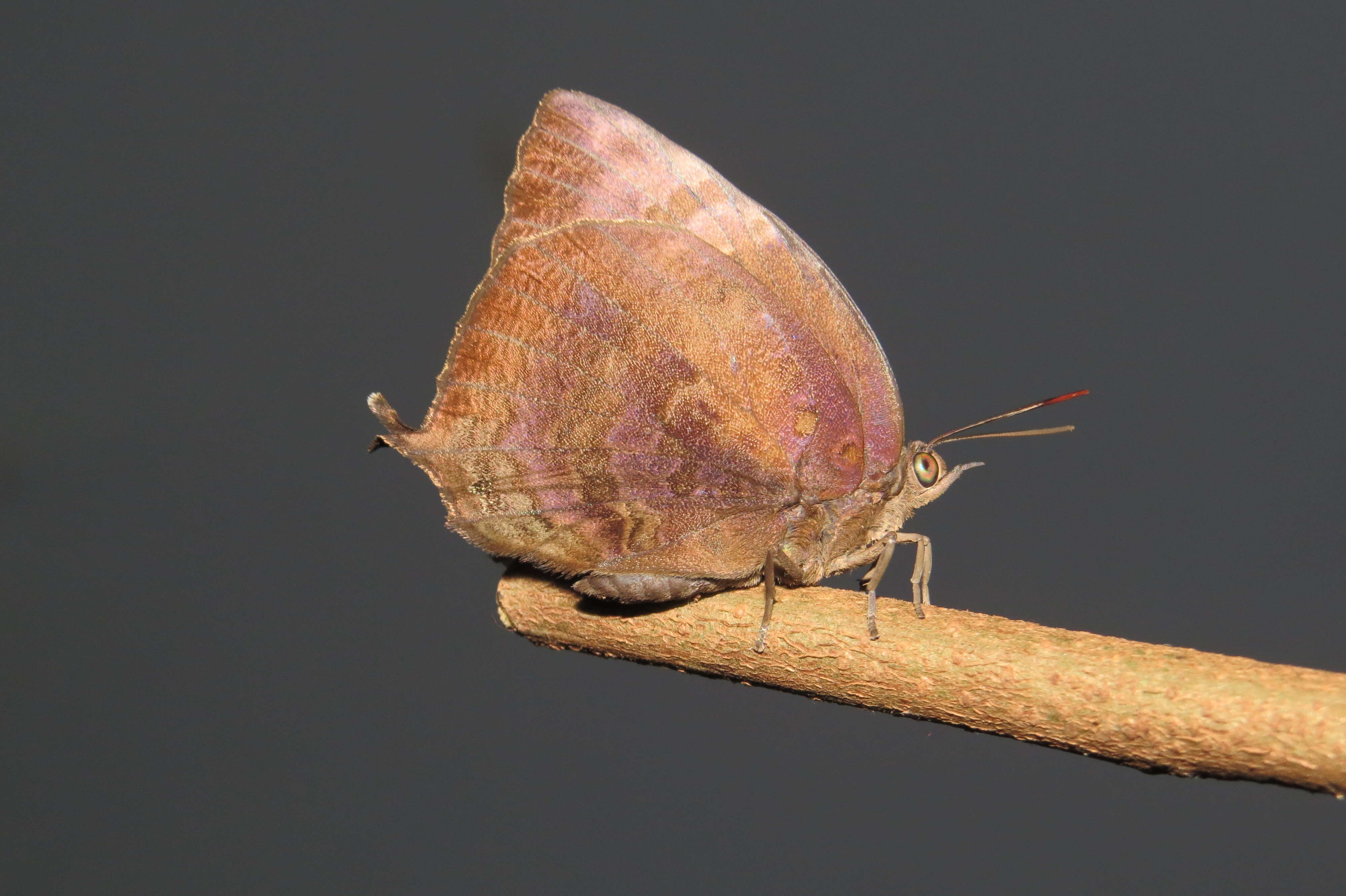 Plancia ëd Arhopala centaurus (Fabricius 1775)