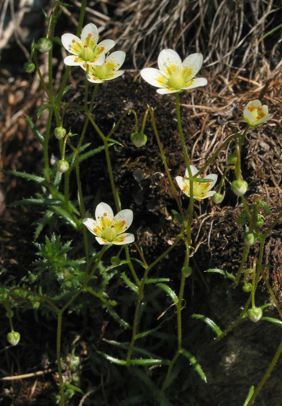 Imagem de Saxifraga aspera L.