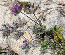 Image of Otholobium swartbergense C. H. Stirt.