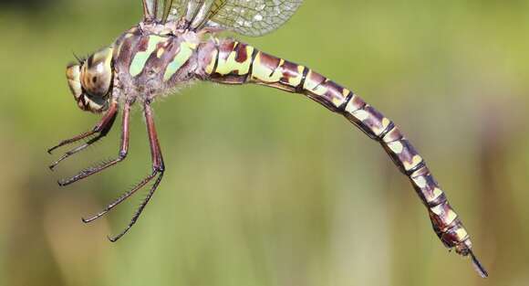 Image of Canada Darner