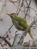 Image of Scaly-bellied Woodpecker