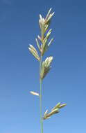 Image of Brown's lovegrass