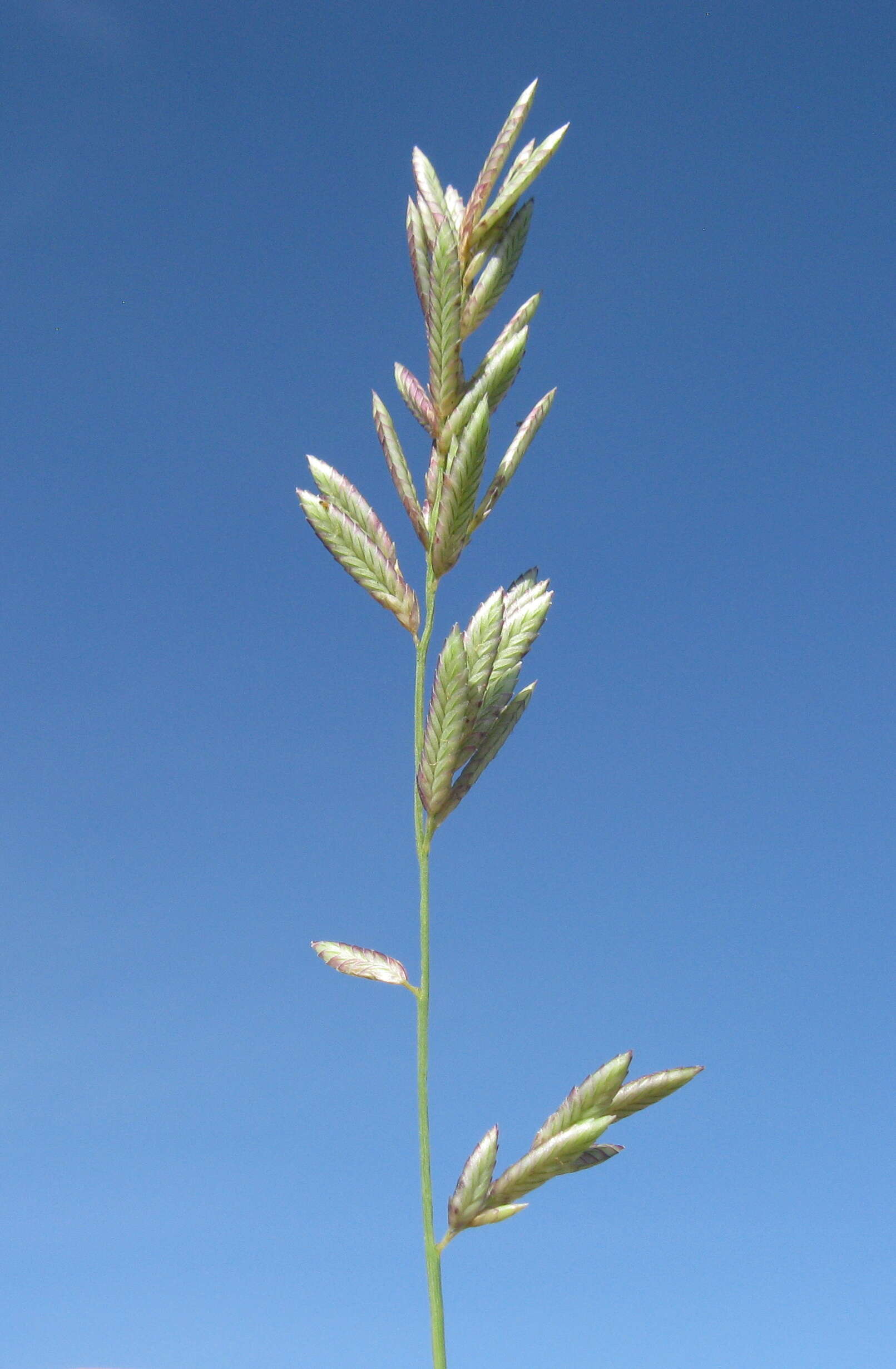 Image of Brown's lovegrass