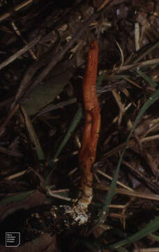 Image of Cordyceps militaris (L.) Fr. 1818