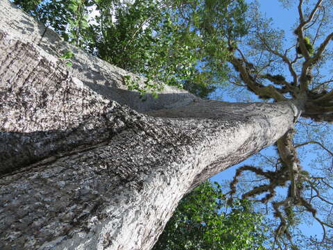 Image of kapoktree