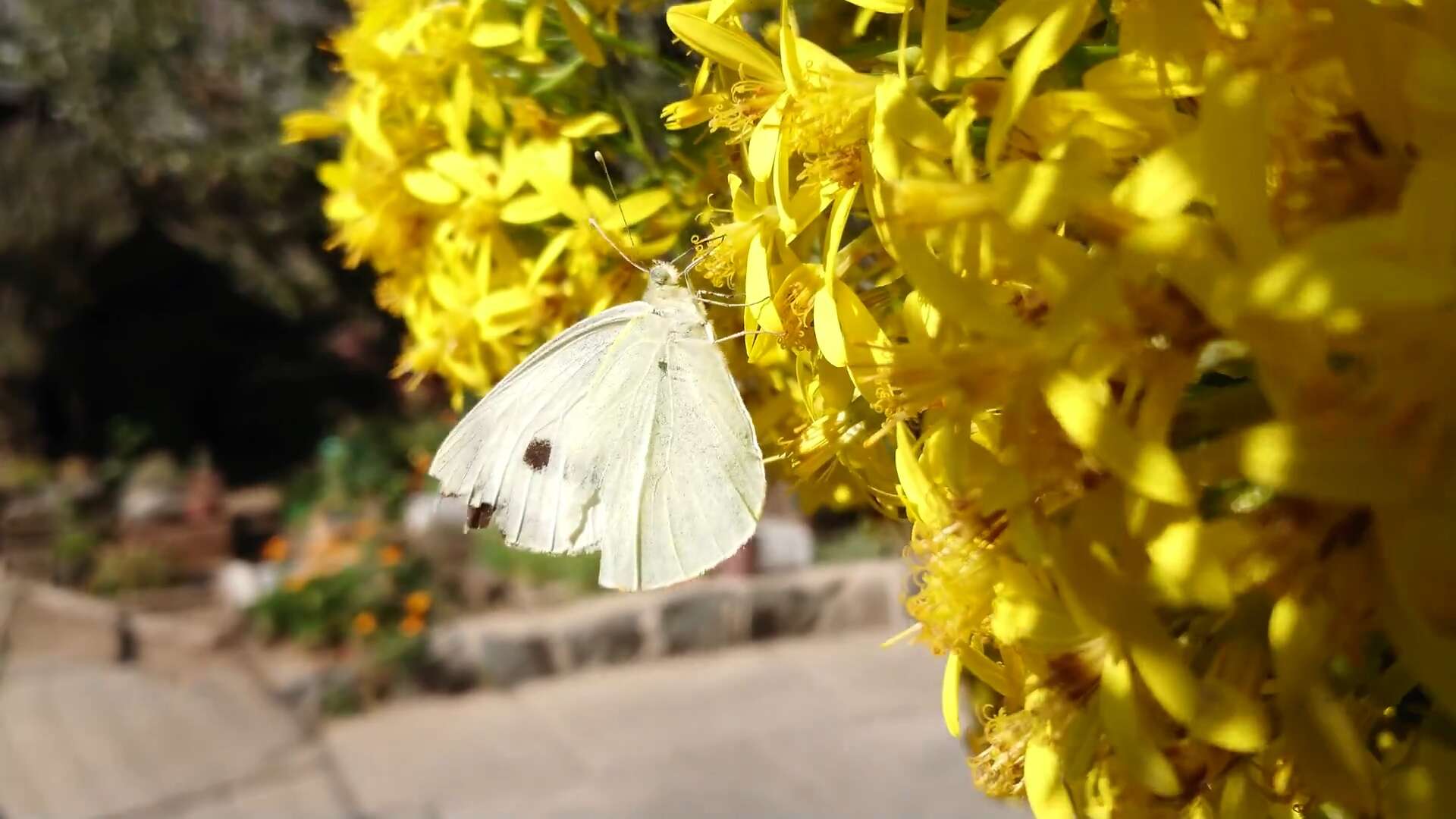 Image of Canary creeper