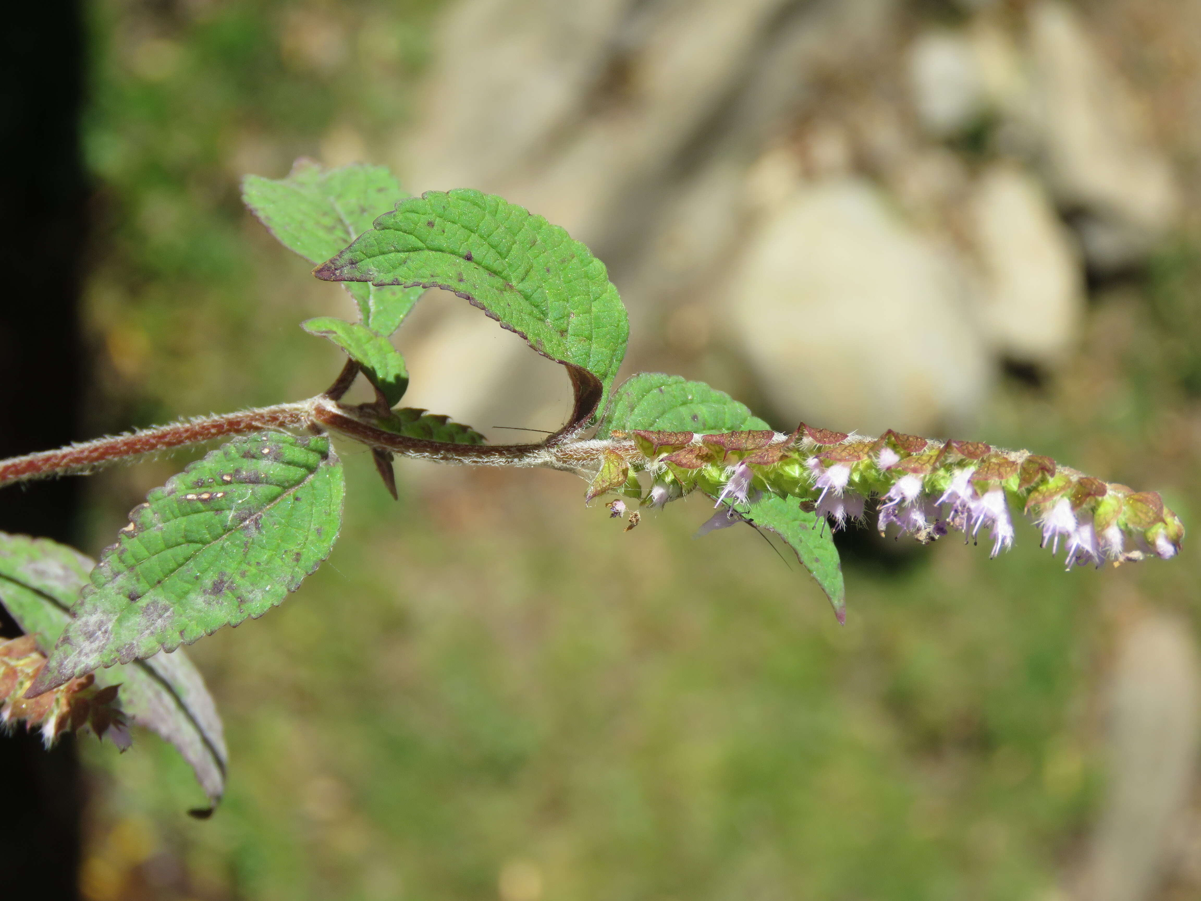 Image of crested latesummer mint