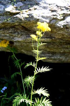 Image of Descurainia tanacetifolia (L.) Prantl