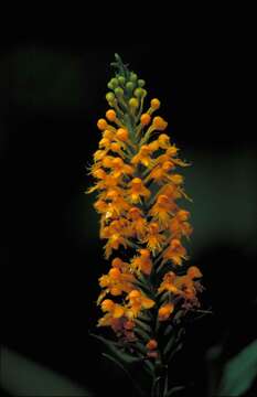 Image de Platanthera cristata (Michx.) Lindl.