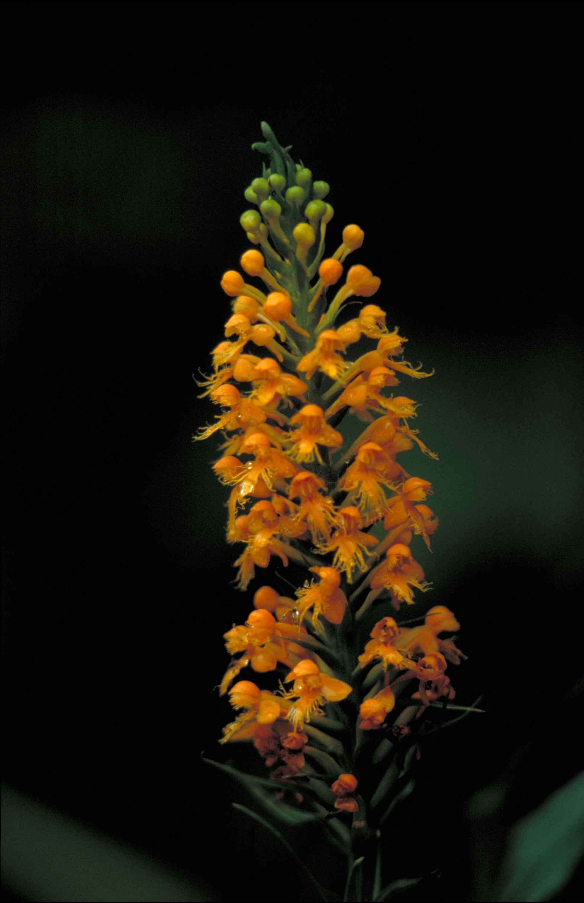 Image of Crested Yellow Orchid