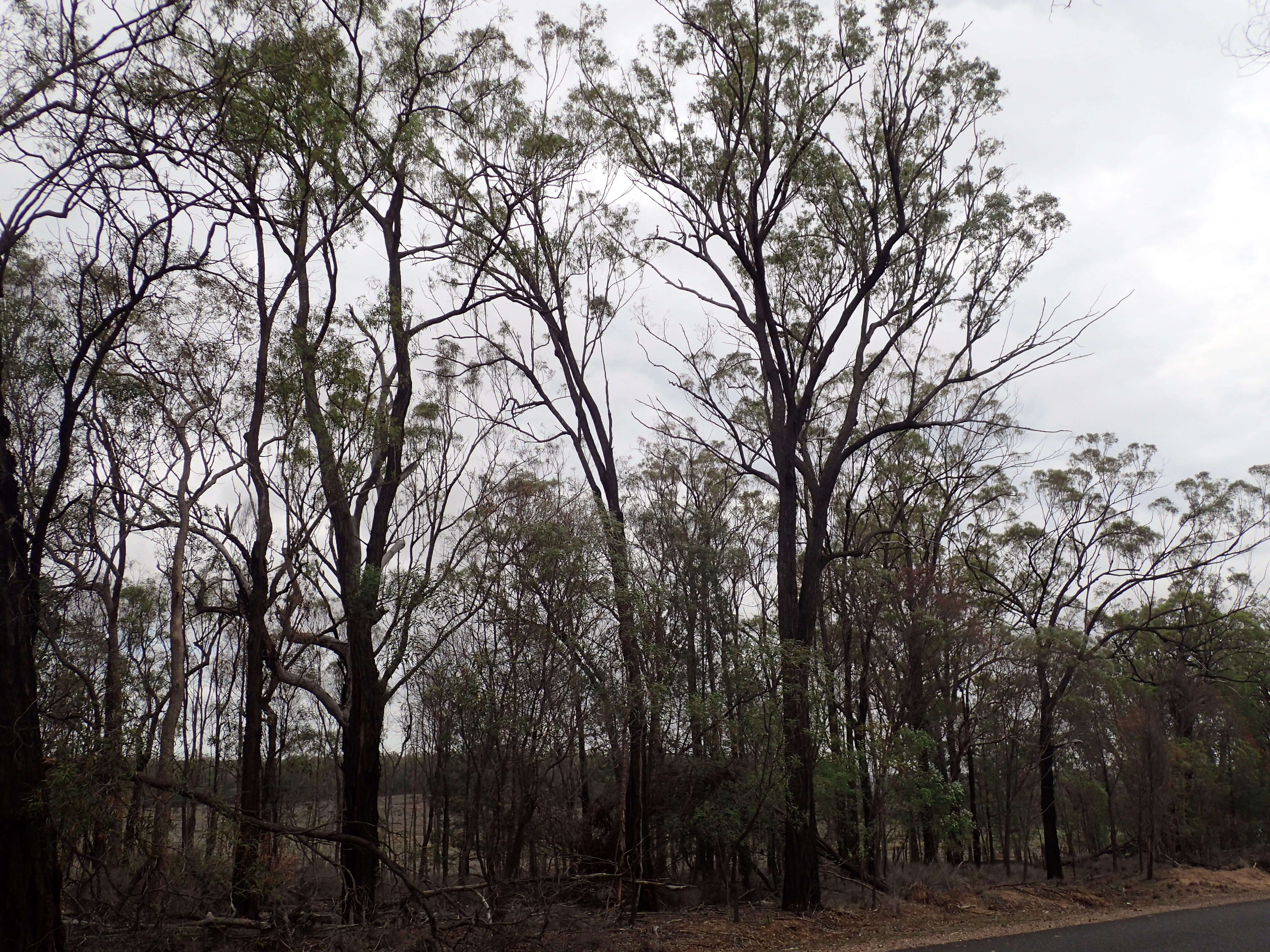Image of Eucalyptus rhombica A. R. Bean & M. I. H. Brooker