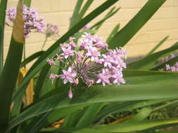 Image of Pink Agapanthus