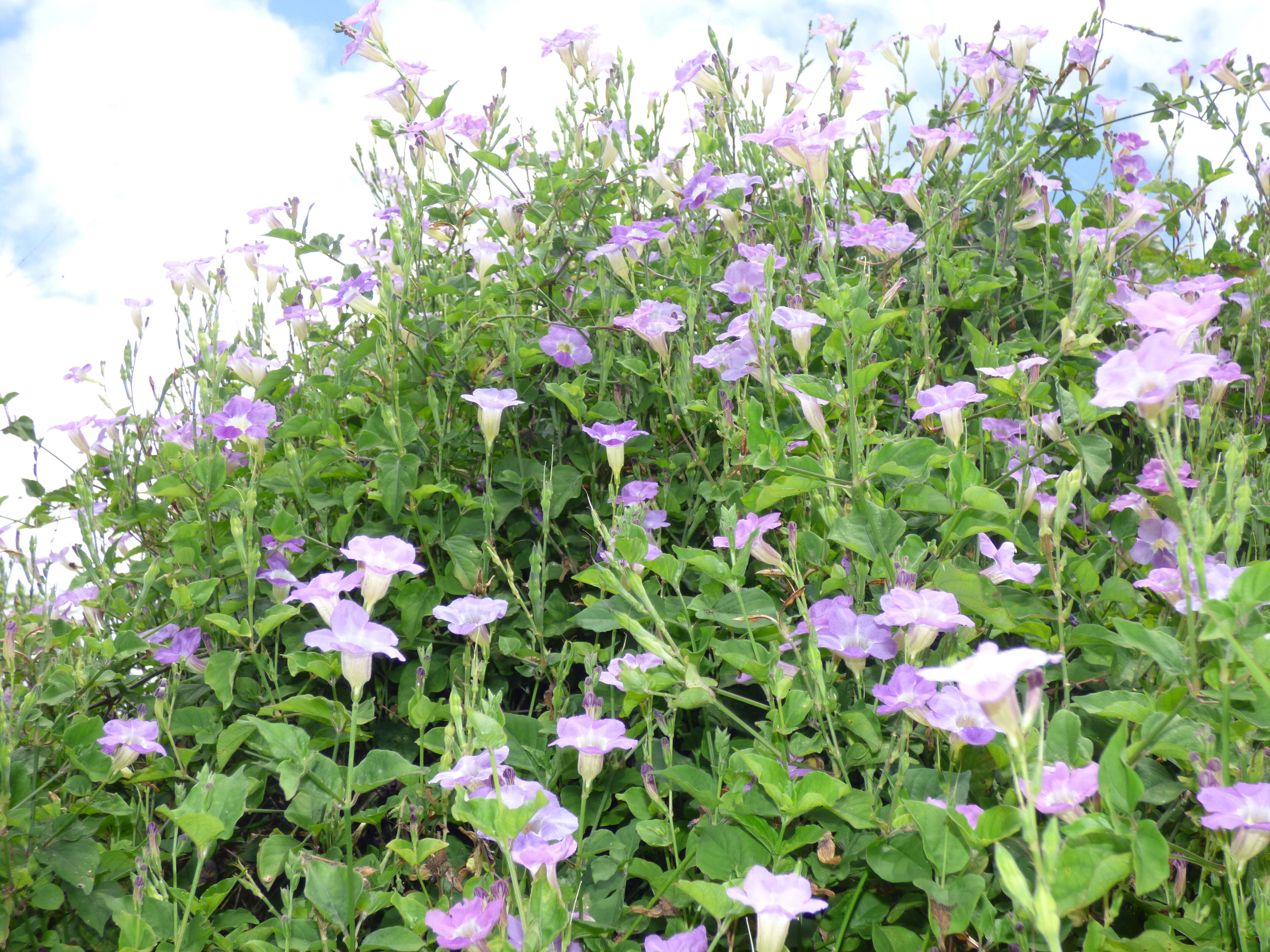 Image of Chinese violet