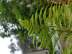 Imagem de Dryopteris aemula (Ait.) O. Kuntze