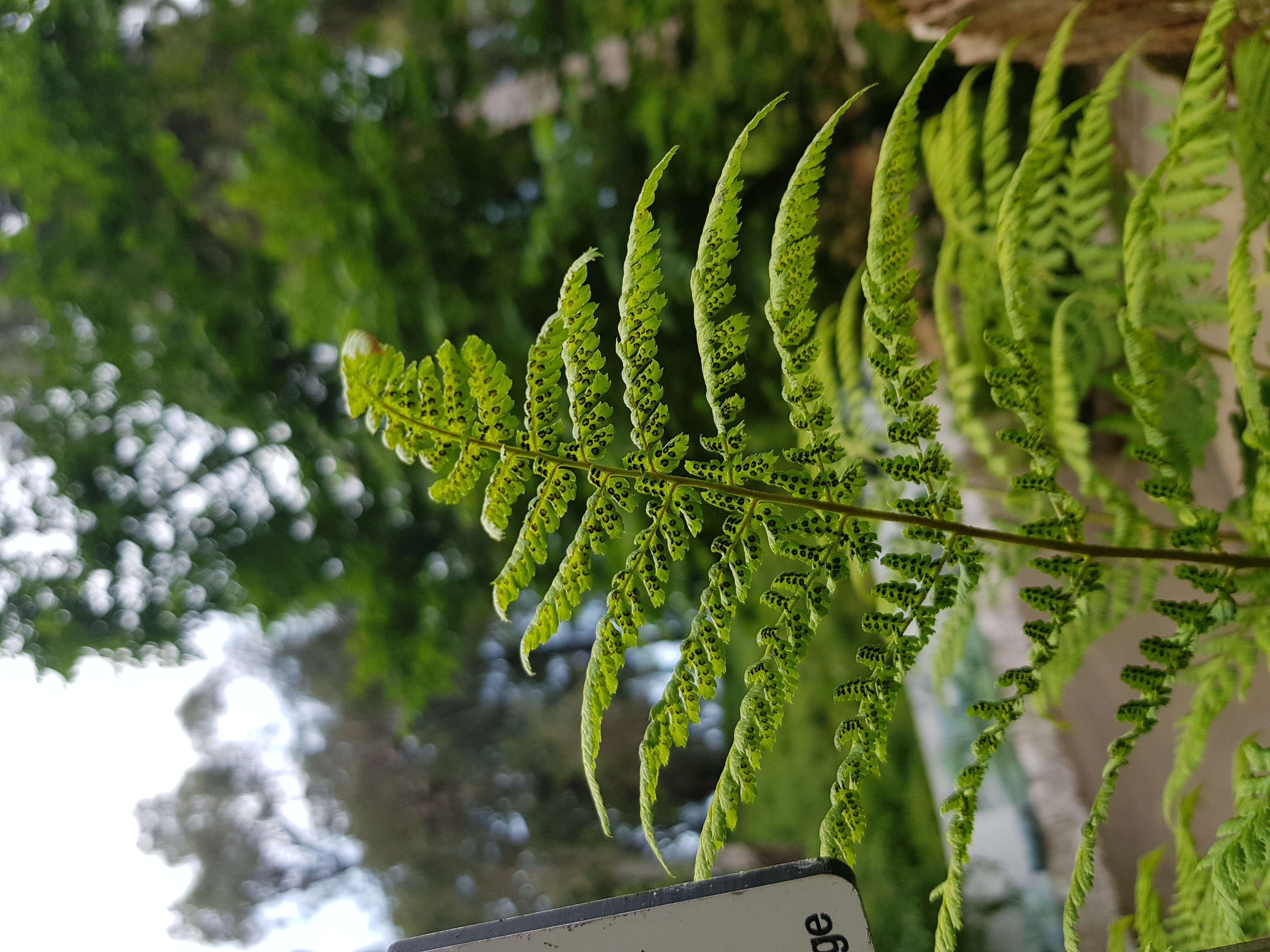 Image of Dryopteris aemula (Ait.) O. Kuntze