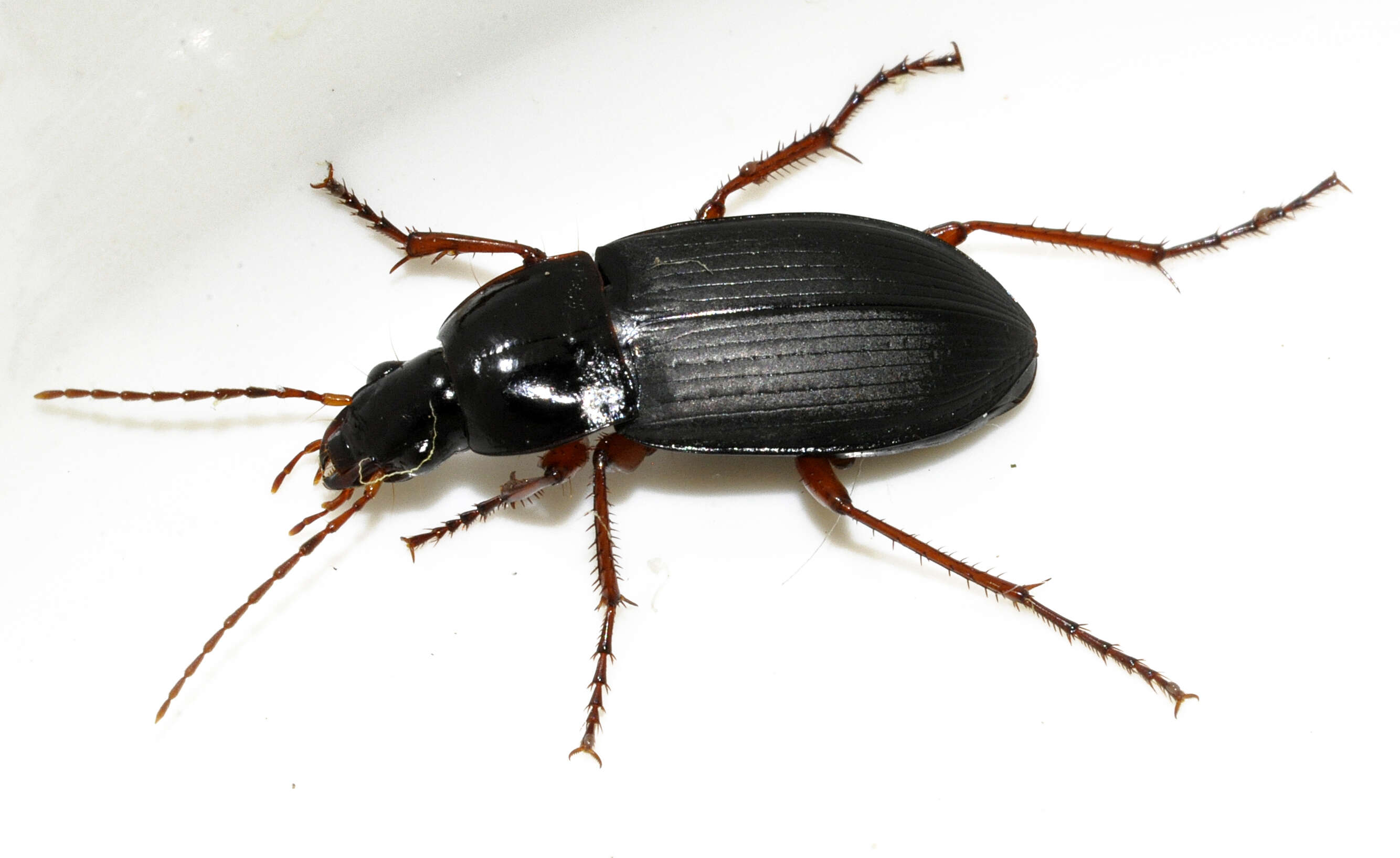 Image of Carabidae