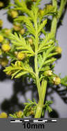 Image of sweet sagewort