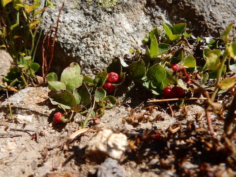 Gaultheria humifusa (R. Grah.) Rydb. resmi