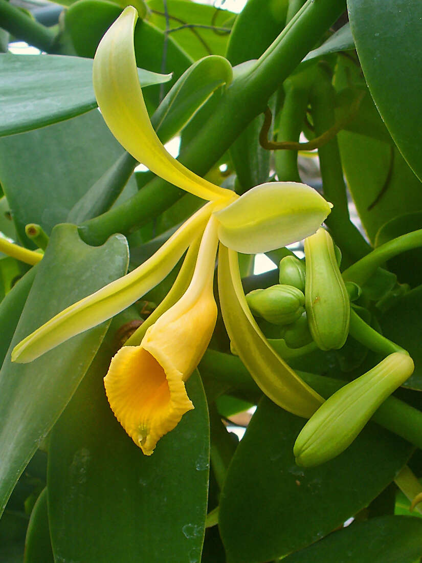 Image of West Indian vanilla