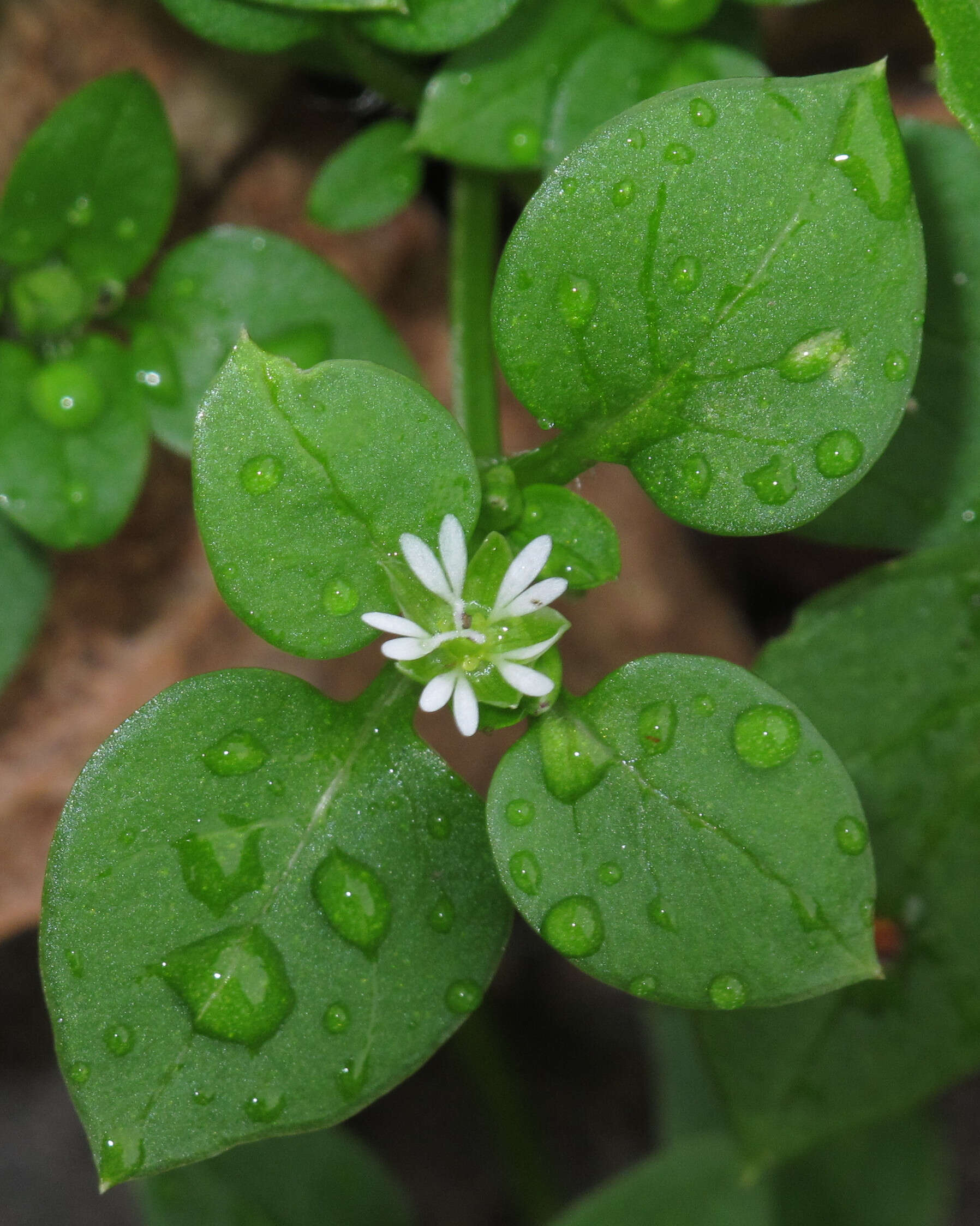 Image of common chickweed