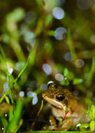 Image of Minervarya frog