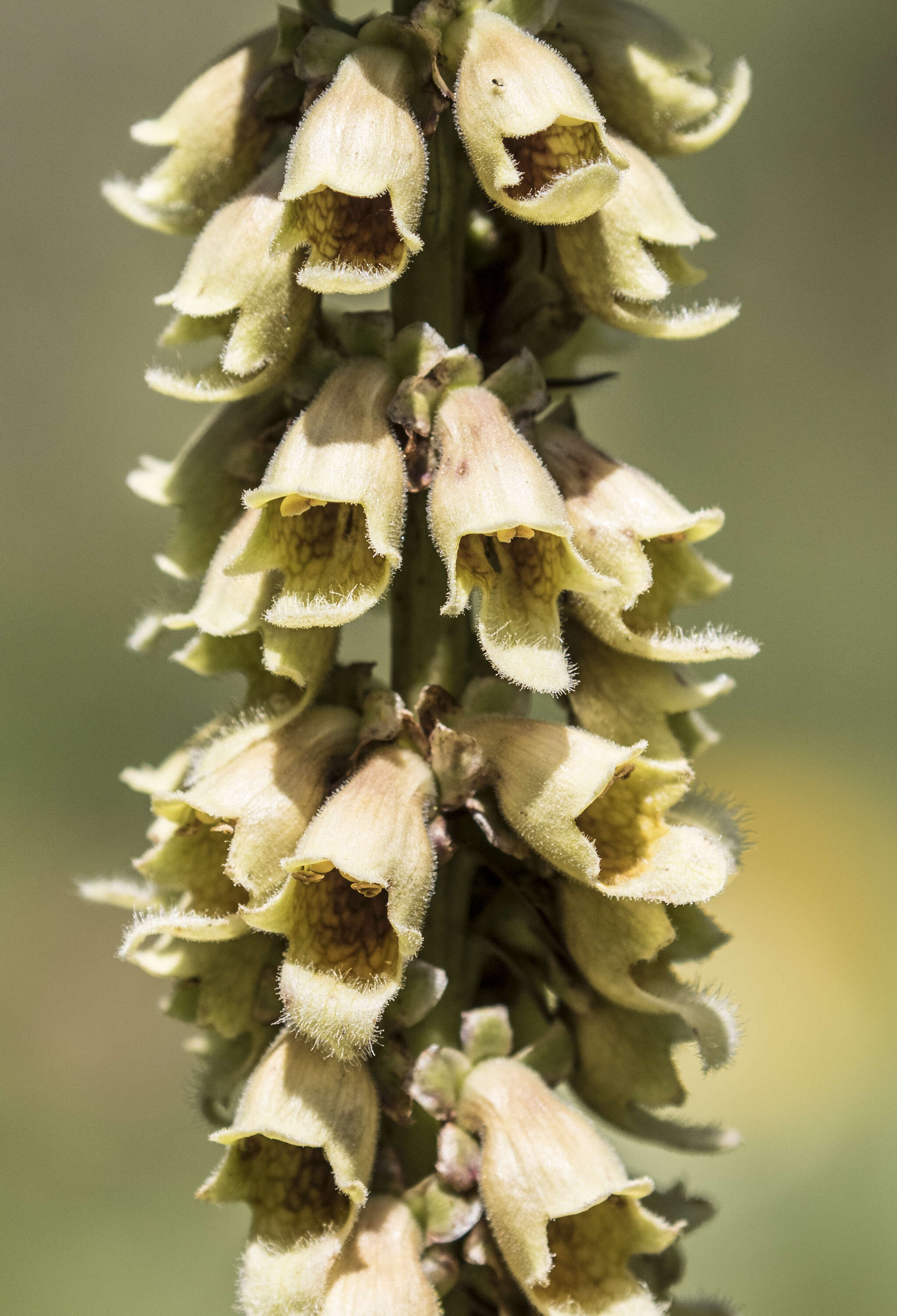 Слика од Digitalis ferruginea L.