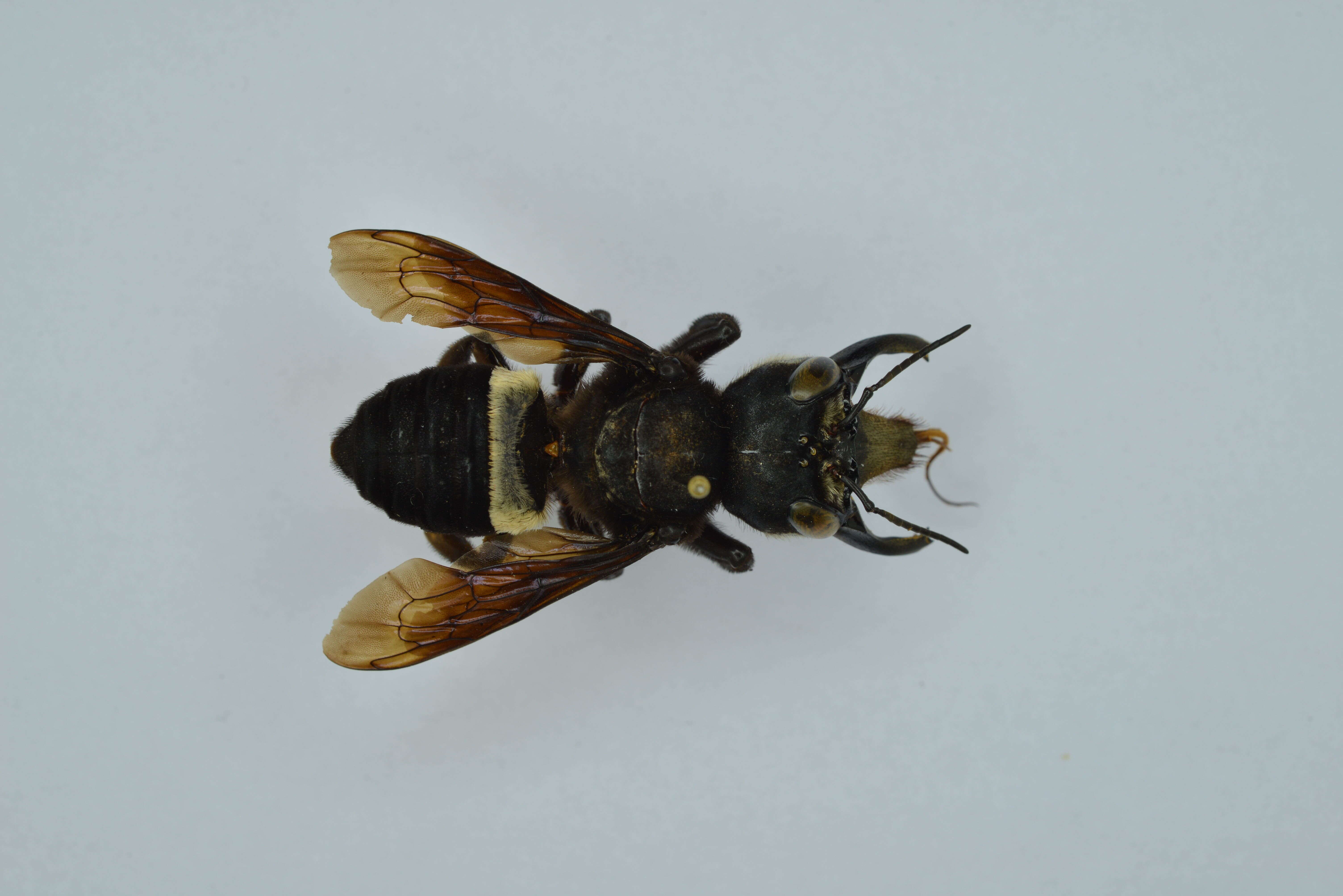 Image of Wallace's Giant Bee