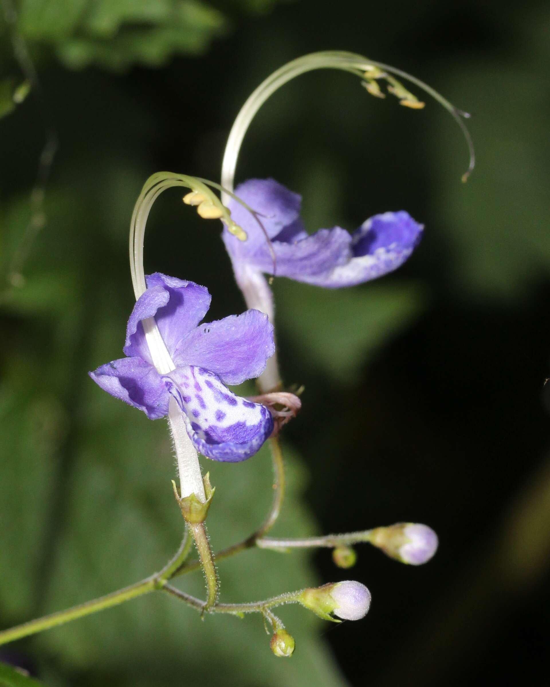 Imagem de Tripora divaricata (Maxim.) P. D. Cantino