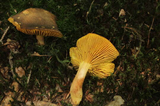 Image of Golden-gilled bolete