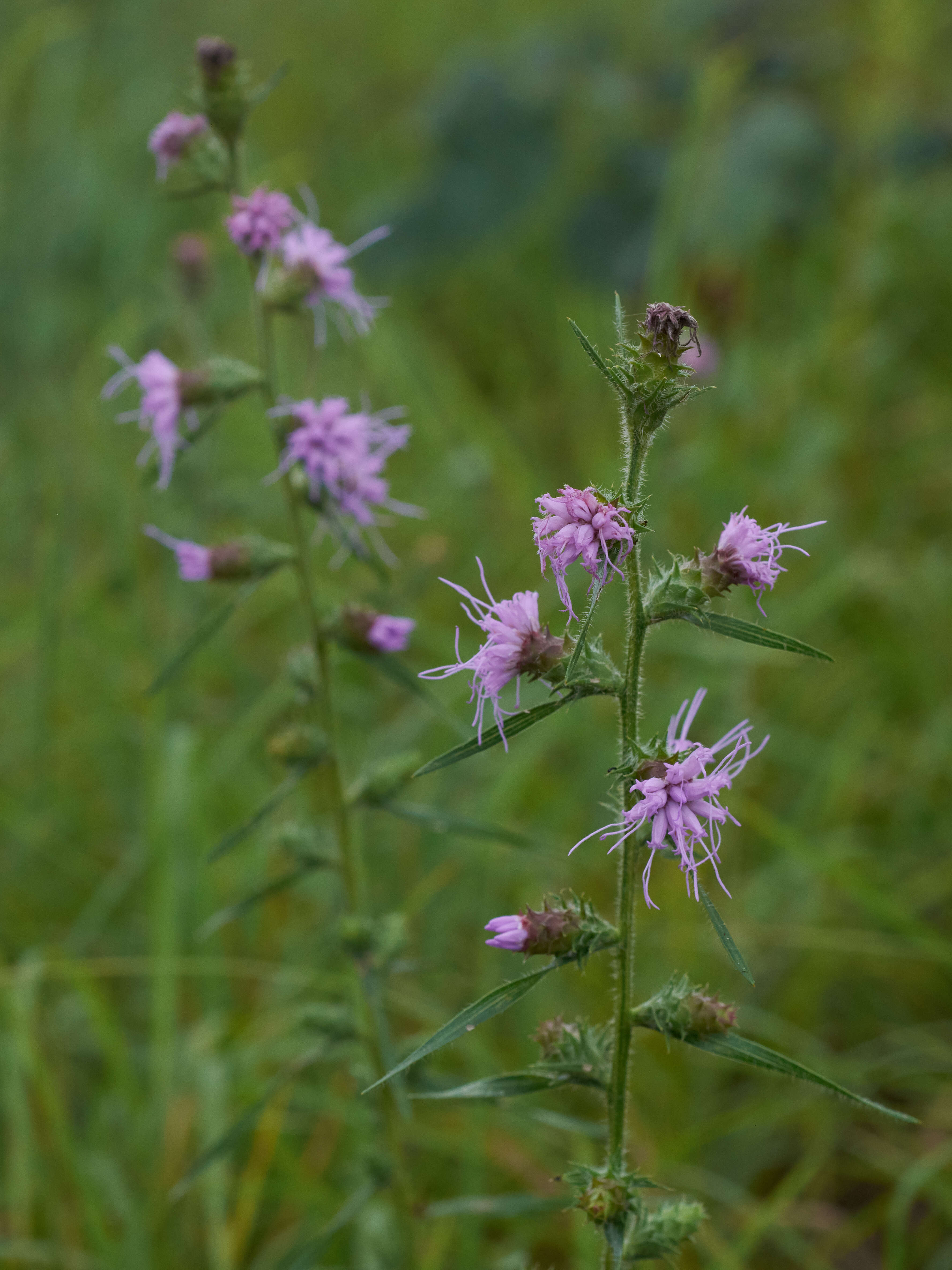 Слика од Liatris