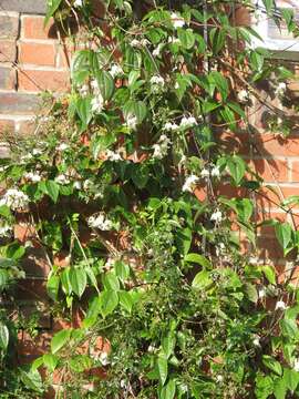 Image of Clematis urophylla Franch.