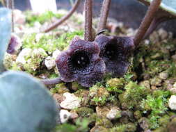 Image of Asarum monodoriflorum S. Hatusima & E. Yamahata