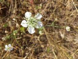 Nigella arvensis L. resmi