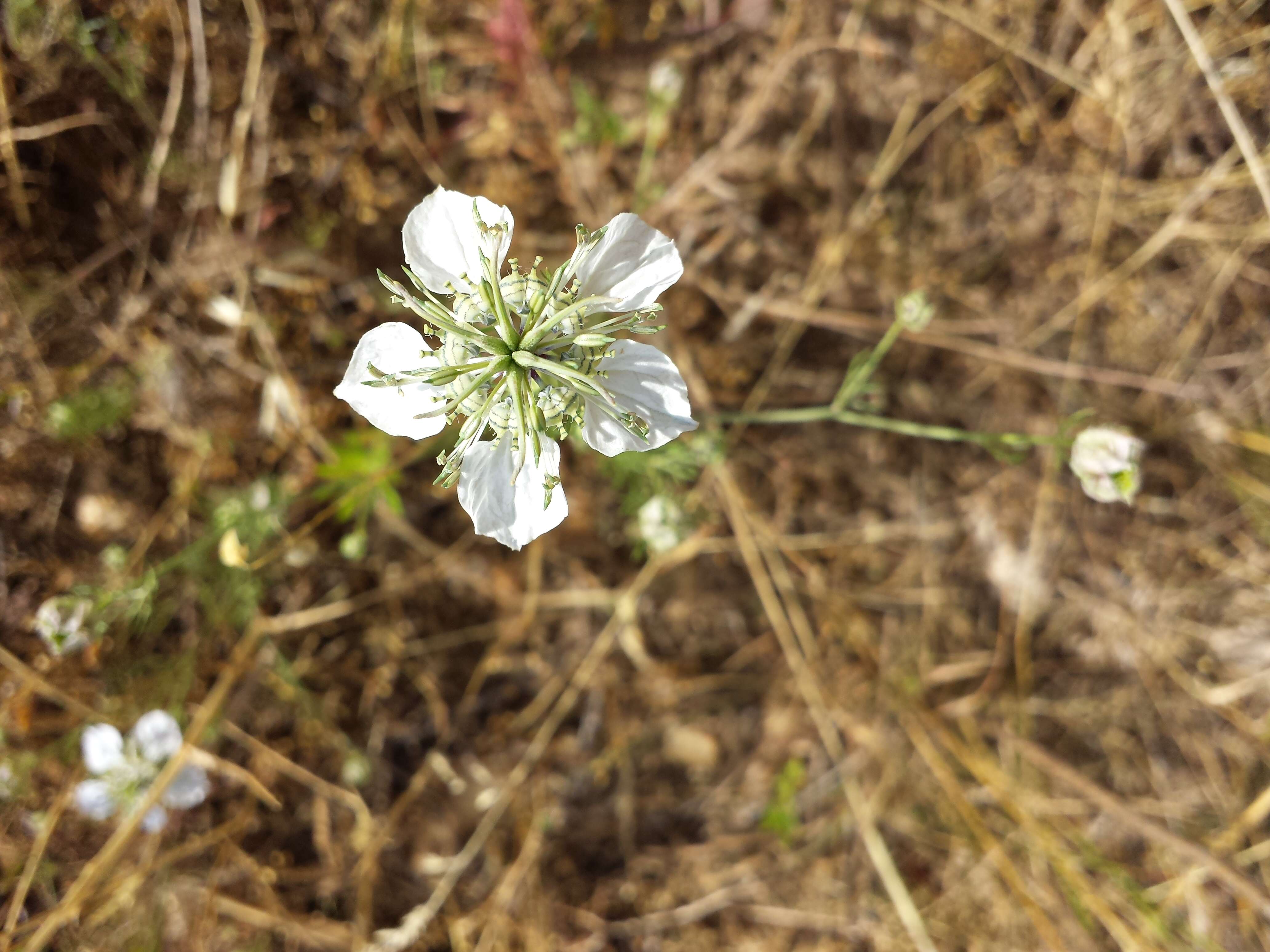 Nigella arvensis L. resmi