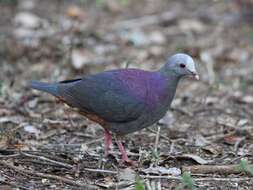 Image of Gray-fronted Quail-Dove