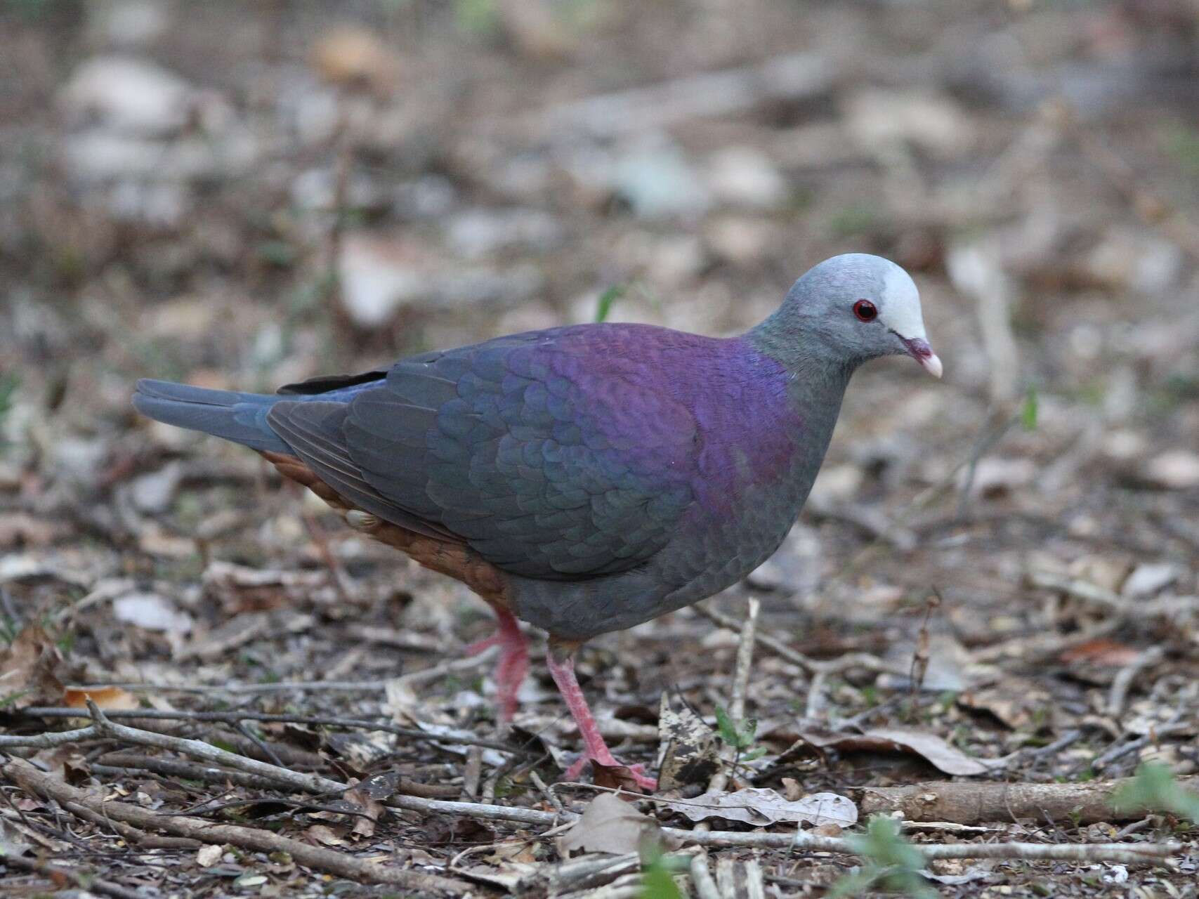 Image of Gray-fronted Quail-Dove