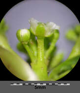 Image of Creeping Watercress