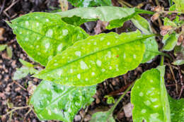 Image of Pulmonaria longifolia (Bast.) Boreau