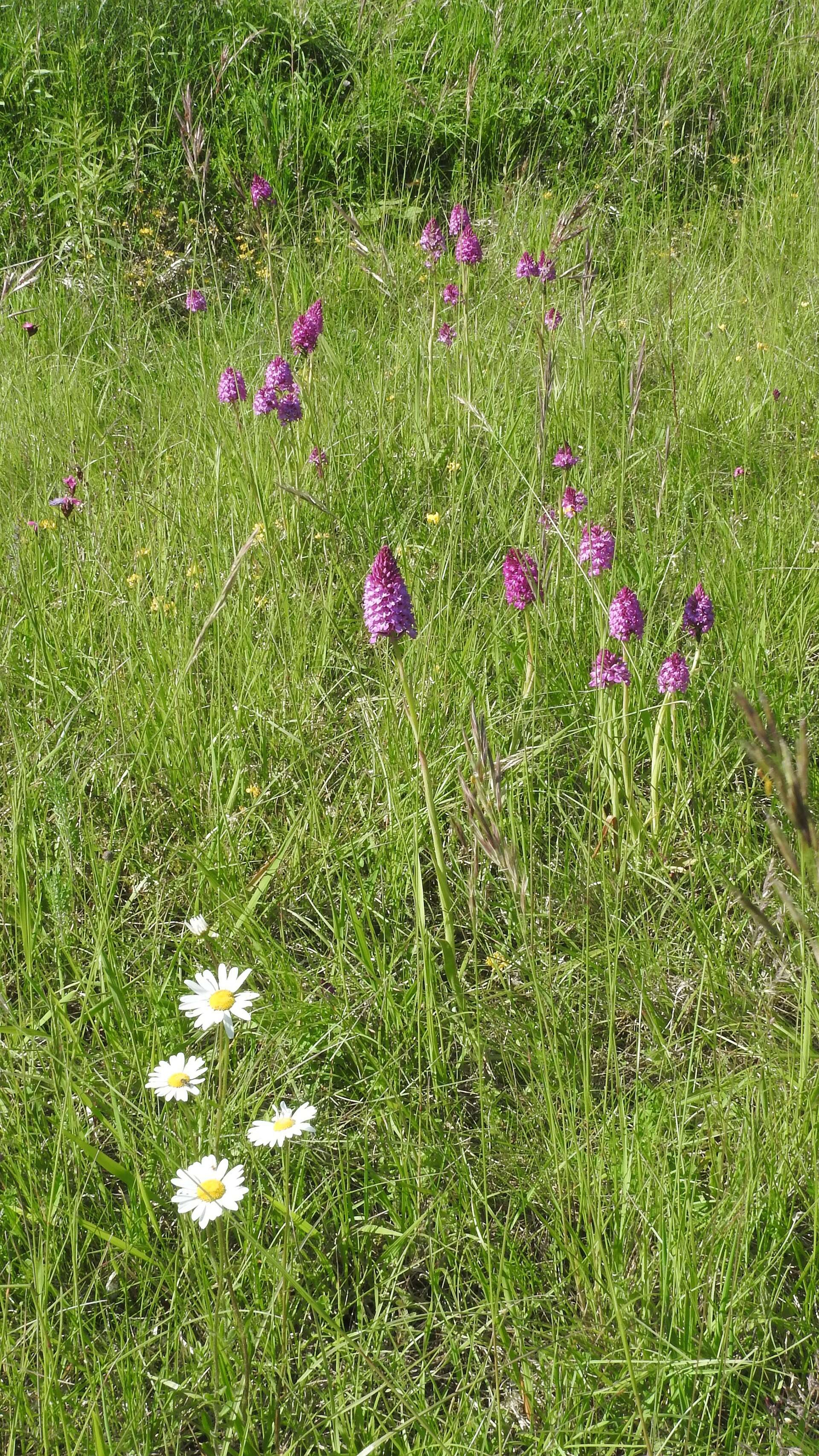 Image of Pyramidal orchid