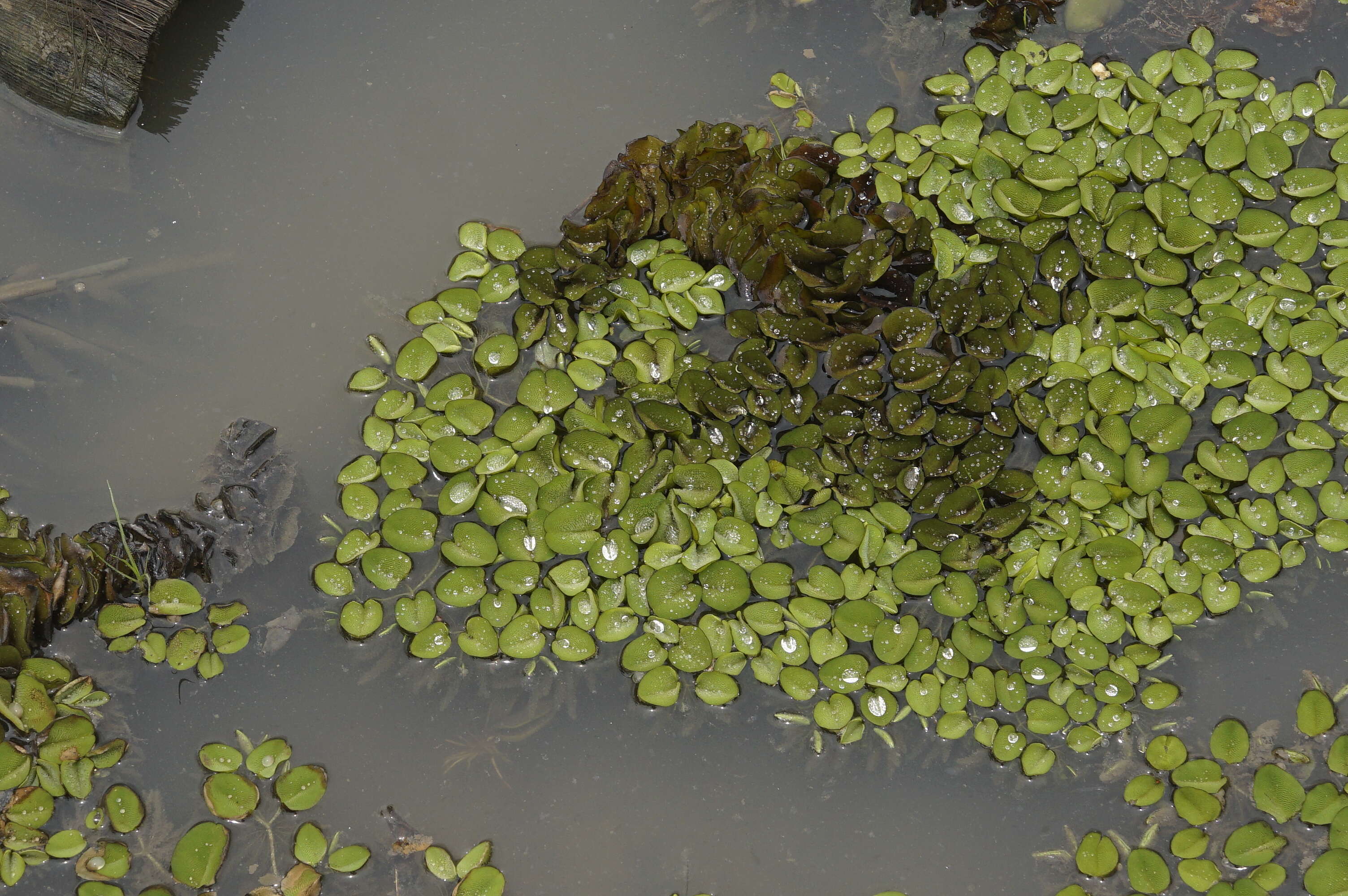 Image of eared watermoss