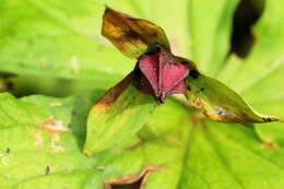 Image of red trillium