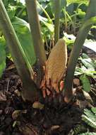 Image of Cycas micholitzii Dyer